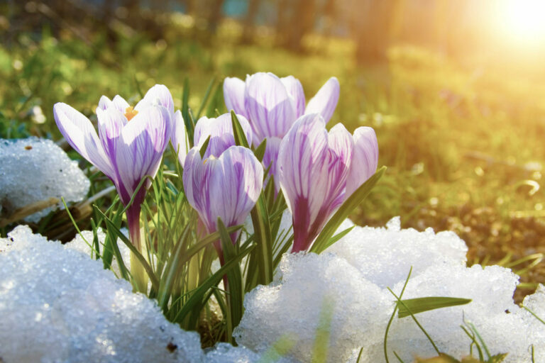 Des crocus violets poussent dans la neige par un jour de printemps précoce et lumineux.