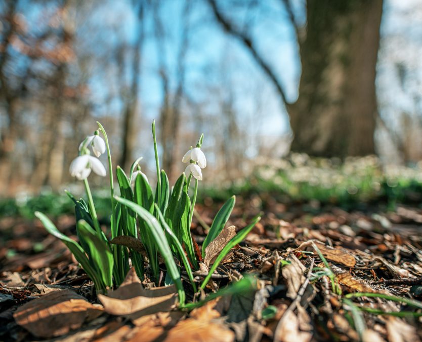 Des crocus violets poussent dans la neige par un jour de printemps précoce et lumineux