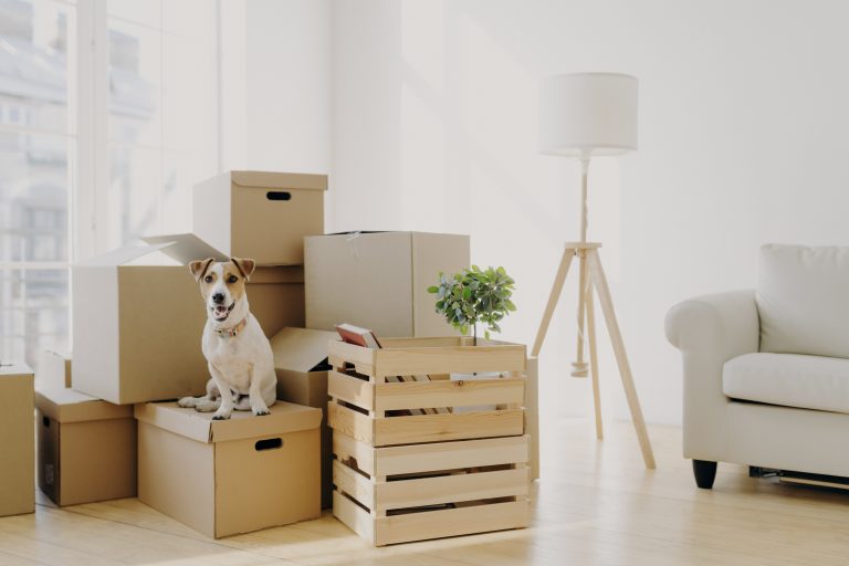 Un petit chien brun et blanc assis sur une pile de boîtes de déménagement