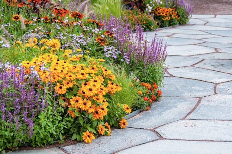 Parterre de fleurs d'été avec des Susans aux yeux noirs et des pierres de patio