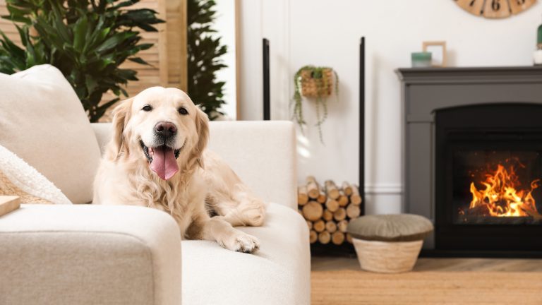 Un chien assis sur un canapé blanc près d'une cheminée