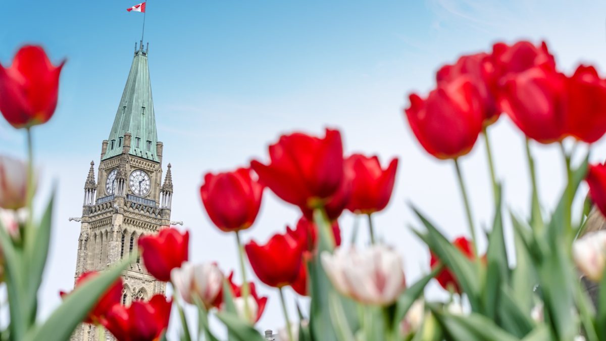 La tour de l'horloge sur la Colline du Parlement entourée de tulipes rouges