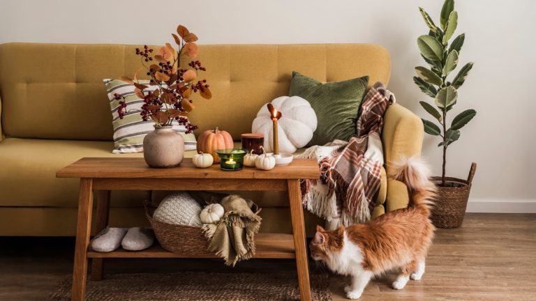 Salon moderne décoré pour l'automne avec un chat orange