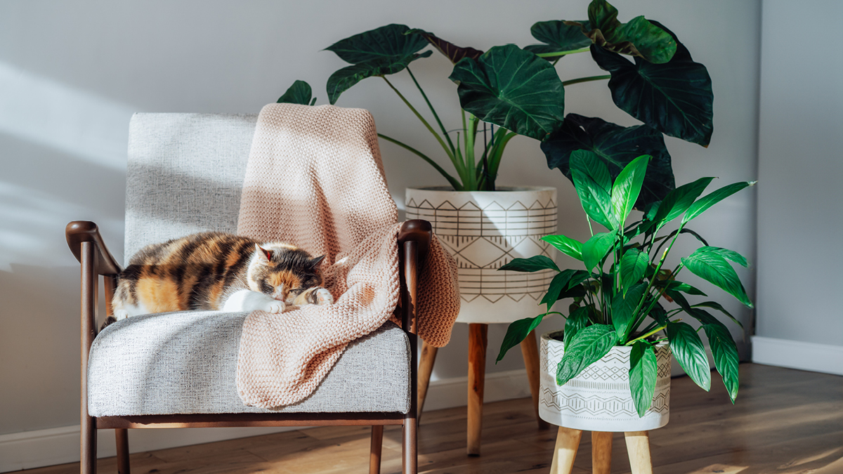 Un chat tricolore dormant dans un fauteuil moderne dans un salon avec des plantes d'intérieur.