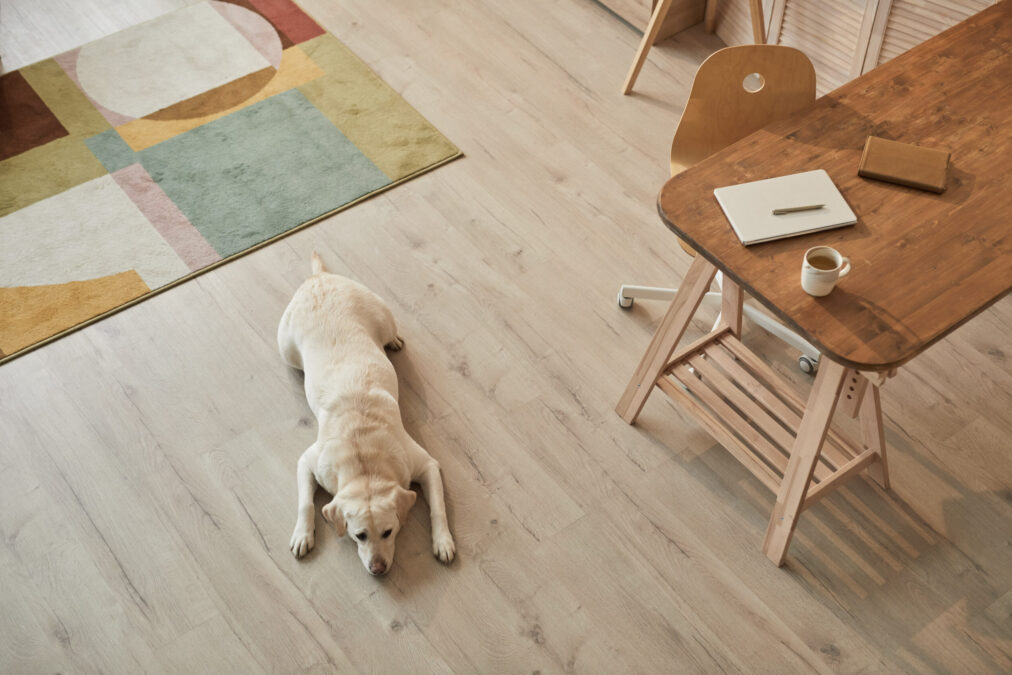 Une vue en plongée aux tons chauds d’un Labrador blanc couché sur le sol et attendant son propriétaire dans l’intérieur d’une maison moderne, espace de texte.