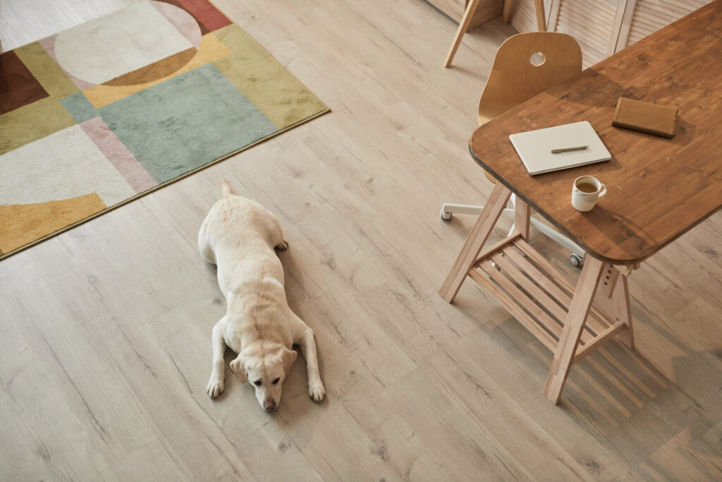Une vue en plongée aux tons chauds d’un Labrador blanc couché sur le sol et attendant son propriétaire dans l’intérieur d’une maison moderne, espace de texte.