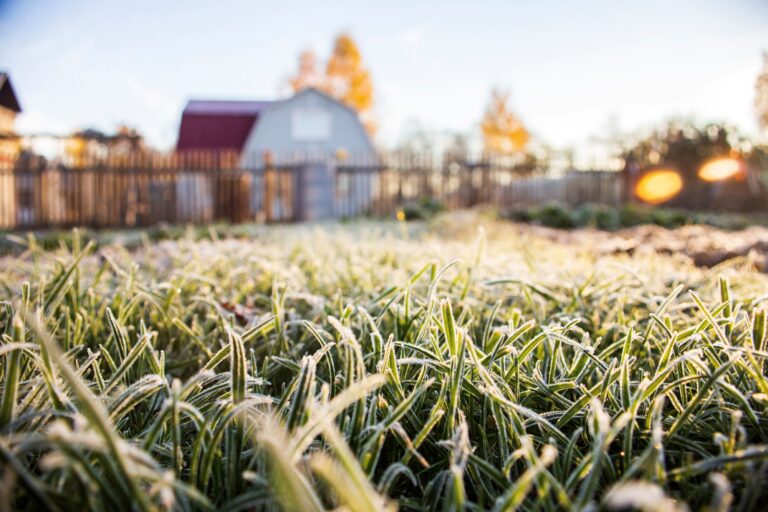 Pelouse givrée du jardin au lever du soleil